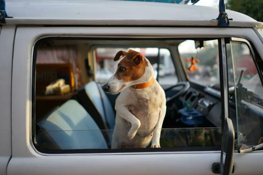 animaux voiture